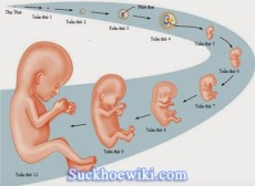 [Hướng Dẫn] Cách tính tuổi thai chính xác nhất cho bà bầu